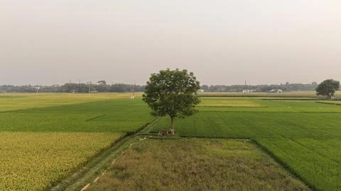 Drone Shot of Lone Tree. Stock Photos