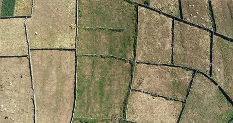 Drone Shot Looking Down on Fields with Farm Animals on Inishmore Island. Video stock 97822233