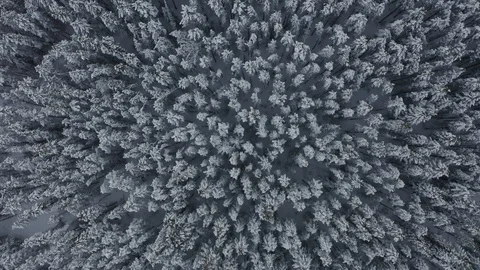 Drone shot looking straight down on snow covered pine Stock Footage 124805331