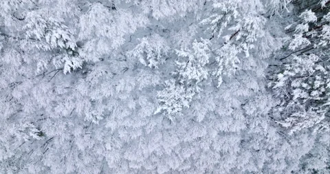 Drone shot looking straight down on snow covered forest. Stock Footage 239036856