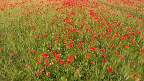 Drone shot low flight over a field of poppy and wheat. Cloudy afternoon France Stock Footage 90744826