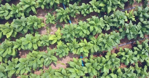 Drone shot : low fly over tobacco leaves with an irrigation pipe laying in field Stock Footage