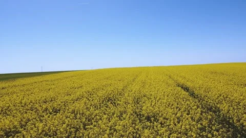 Drone shot. Low-flying over a rapeseed field Stock Footage 313224452