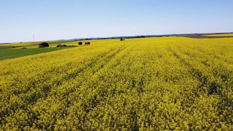 Drone shot, low-flying over a rapeseed field Stock Footage 313225244