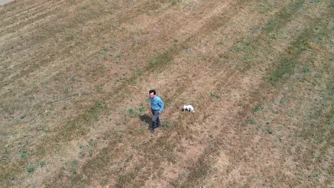 Drone shot of man walking with dog in field Stock Footage 116383535