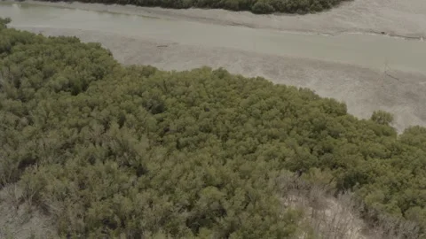 Drone shot Mangroves  Video stock 278404157