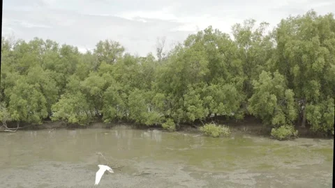Drone shot of Mangroves2 Video stock 278404167