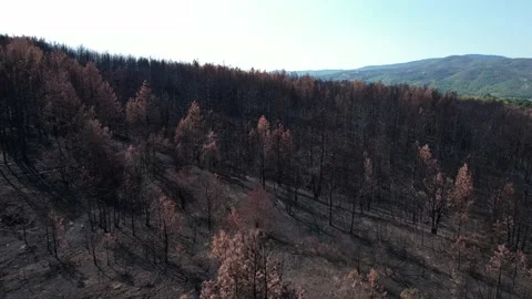 Drone shot of many burnt trees during cloudy day. Video stock 164880551