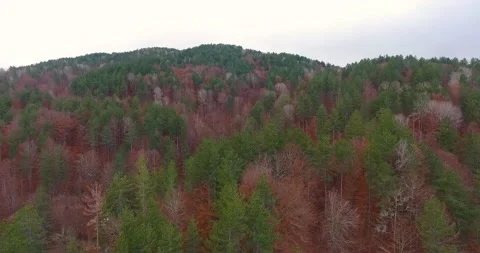 Drone shot of many trees in different colors during fall season. Stock Footage 145694273