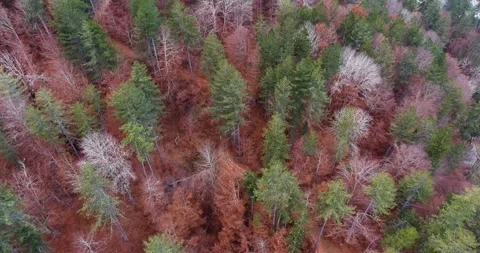 Drone shot of many trees in different colors during fall season. Stock Footage 145694378