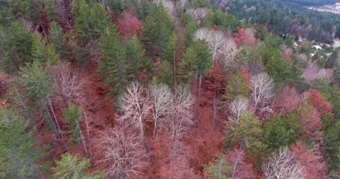 Drone shot of many trees in different colors during fall season. Video stock 145694384
