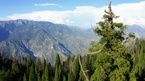 Drone shot of massive sequoia tree and Kings Canyon in background in national Stock Footage 336691110