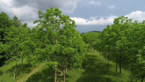Drone shot mid height climbing thru trees Video stock 93389060