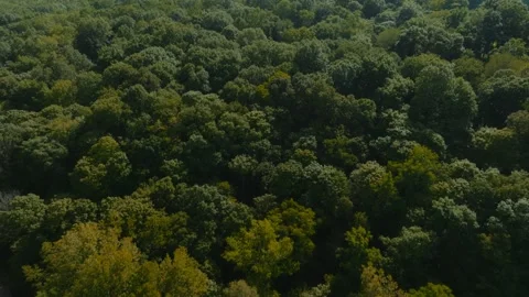 Drone Shot of Midwestern Forest Stock Footage 234634008