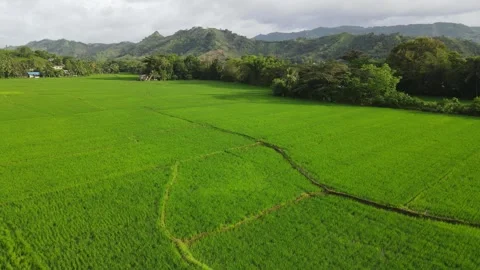 Drone shot - more different view - green rice field Stock Footage 301604247