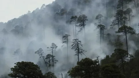 Drone Shot of Mountain Forest Covered in Wildfire Smoke Vídeo Stock 337718964