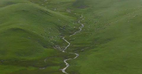 Drone shot of mountain stream and grazing sheep in green alpine valley of 库存影片 348408595