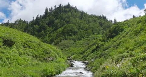 Drone shot of mountain stream cascading down green valley with pine forest Stockbeeldmateriaal 346802122