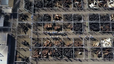 Drone shot moving above of big farm with lots of cows and animals in cages Vidéo 99287548
