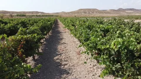 Drone Shot Moving Right to Left Over a Vineyard - 483 Stock Footage 311019718