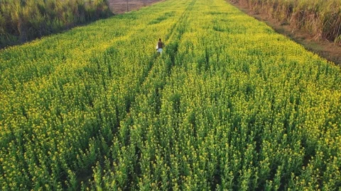 Drone shot of mustard fields with farmer spraying pesticide 库存影片 333307925