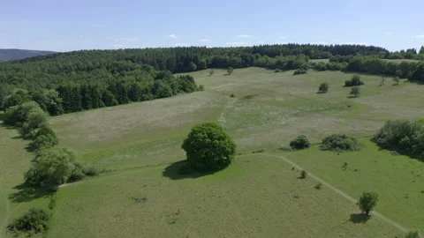 Drone shot of oak tree 4K Stock Footage 132510837