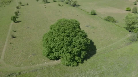Drone shot of oak tree 4k Stock Footage 132510883
