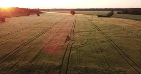 Drone shot oat field 스톡 동영상 164549935