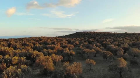 Drone shot of olive trees Stock Footage 152542810