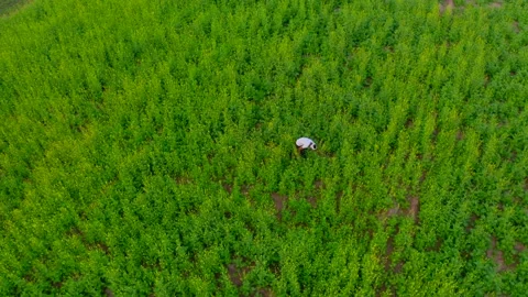 Drone shot of one farmer working in mustard field in india Video stock 236975852