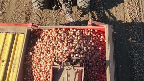 Drone shot of onion picker machine transferring freshly harvested onion 스톡 동영상 220580083