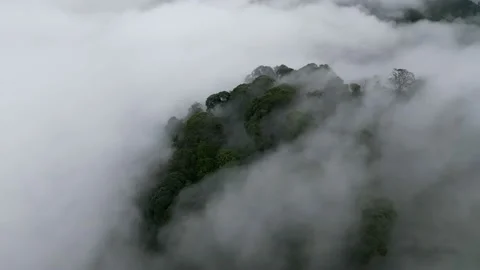 Drone shot orbit green forest Stock Footage 229153873