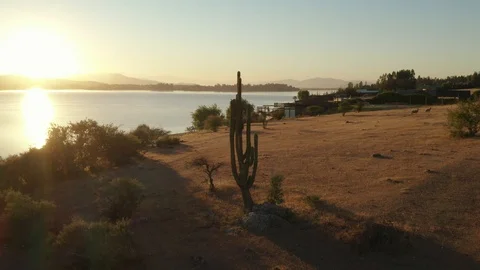 Drone Shot Orbiting a Cactus by a Lake at Sunrise Stock Footage 100573563