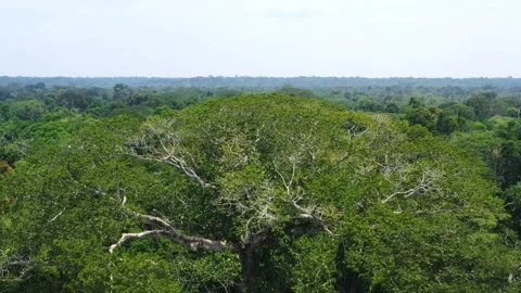 Drone Shot over a big tree in the amazon forest, brazil Stock-Footage 289389202