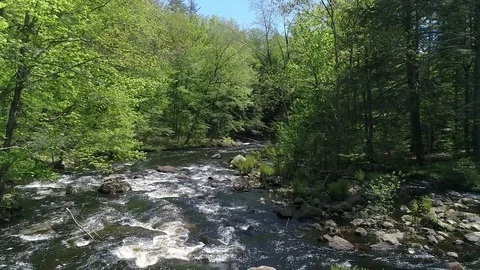 Drone Shot Over a Calm River in Woods - 02 Stock Footage 77933169