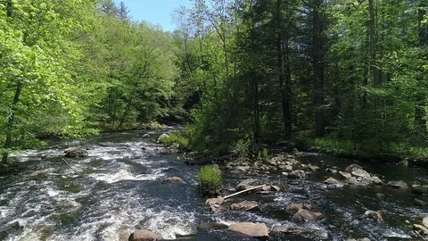 Drone Shot Over a Calm River in Woods - 01 Stock Footage 77933391