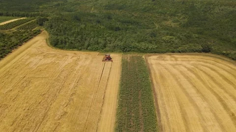 Drone shot over Combine working on wheat fields during harvesting. Stock Footage 156553813