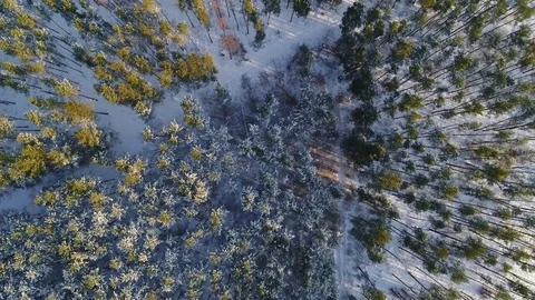 Drone shot over coniferous forest in winter. Stock-Footage 84995499