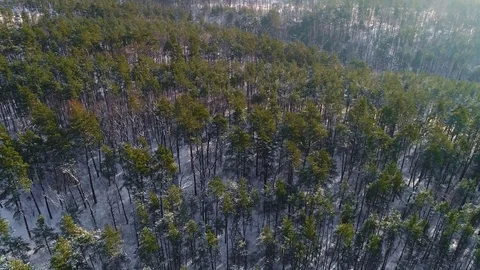 Drone shot over coniferous forest in winter. Stock Footage 84997045