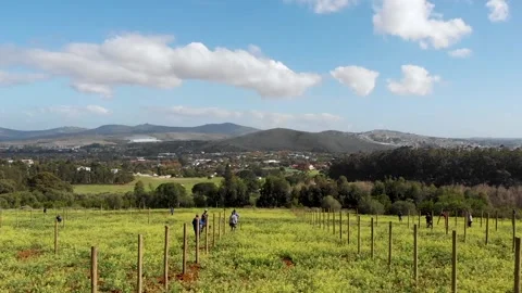 Drone shot over field with workers and mountains in the background Stock Footage 288336308