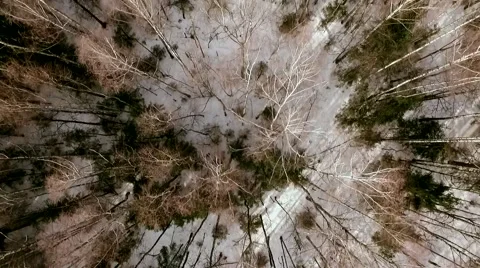 Drone shot over the forest. Birches and bush Stock Footage 61387137