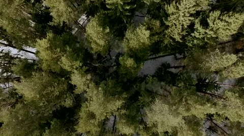 Drone shot over the forest. Close up  Видео 61387062