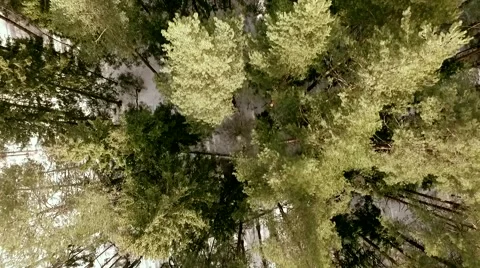 Drone shot over the forest. Close up. Border between pine trees and birches Stock Footage 61387090
