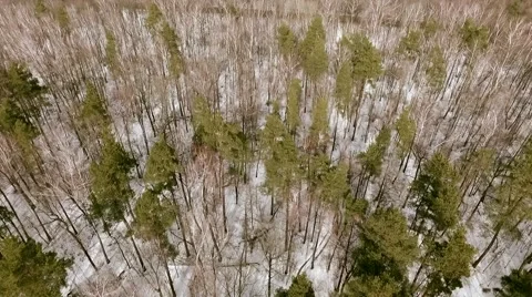 Drone shot over the forest. Crossing the road Vídeos de archivo 61386990