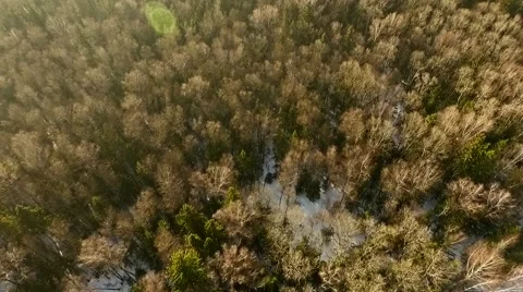 Drone shot over the forest  Stock Footage 61386930