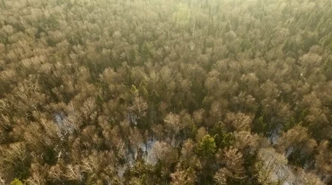 Drone shot over the forest  Stock Footage 61386934