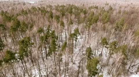 Drone shot over the forest  Vidéo 61386941