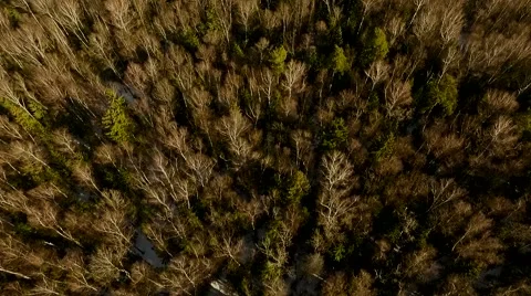 Drone shot over the forest  Stockbeeldmateriaal 61386958