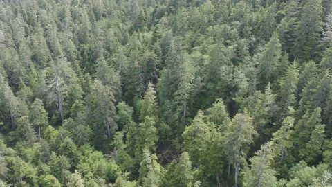 Drone shot over forest in Pacific North West Stockbeeldmateriaal 158509524