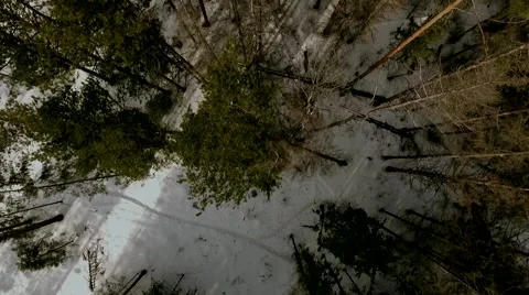 Drone shot over the forest. Very close Vídeo Stock 61387133